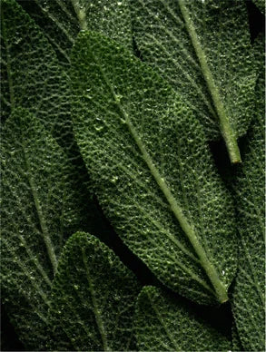 Marcival Hill Beautiful Hair: Keratin Conditioner