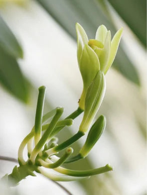 Marcival Hill Ultra-Mild Baby-Well Reinigungsschaum — Bio-Aloe & Kamille